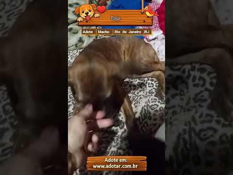 Vídeo de Raja