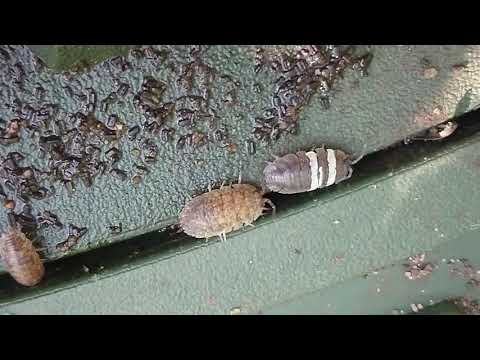 Gestreifte Kellerassel