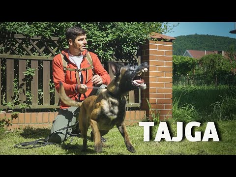 BELGIAN SHEPHERD MALINOIS – A DOG THAT ATTACKS ANYTHING THAT MOVES!