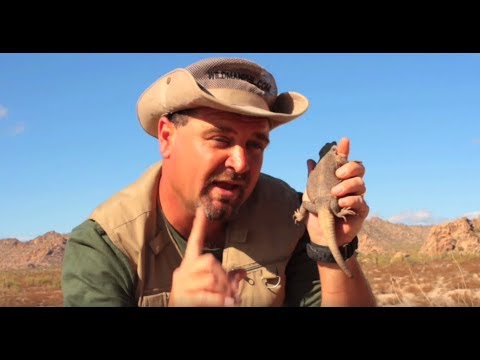 Chuckwalla on It's a Wild, Wild World with Wildman Phil