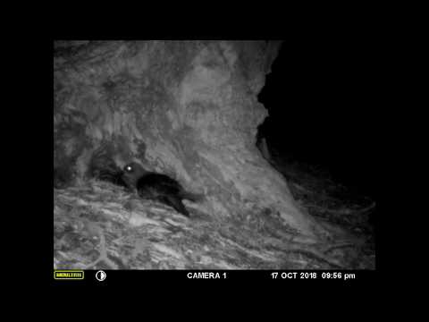 Grey-faced petrel - North Piha