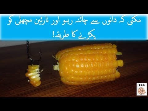 SUPER AND SIMPLE CHEAP CARP FISH BAIT - CATCH TONS OF CARP WITH THIS TRICK 01