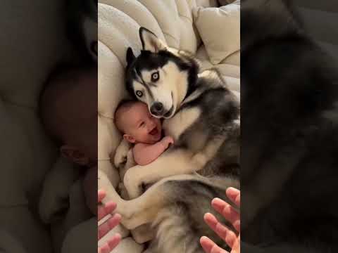#Dogs  #fypシ゚viralシ #sheldonthedramaking #husky #viralpost