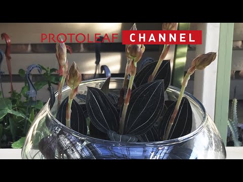 園芸 ジュエルランの種類と栽培方法