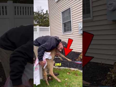 Ele salvou um servo atingido por uma flecha 😥😭#cervo #animal #shorts