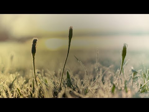 Lian July & Chris Odium - The Only Ones [Silk Music]