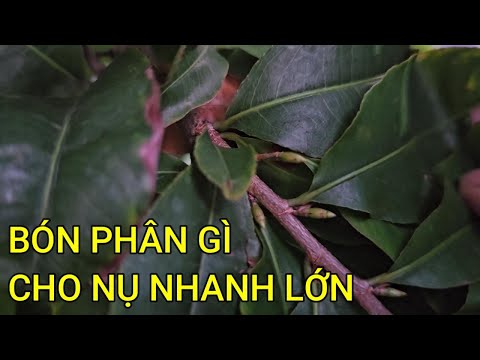 🔴 QBS23446 - BÓN PHÂN GÌ CHO NỤ CÂY MAI VÀNG NHANH TO NHANH LỚN | BÓN PHÂN TẠO NỤ CHO CÂY MAI VÀNG