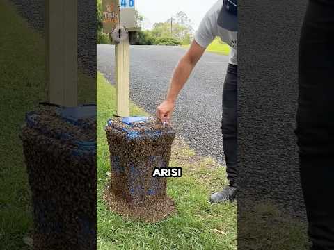 Kraliçesi Olmayan Arı Sürüsü Çöp Kutusunda Sıkışıp Kalmıştı.. 🐝💔😍