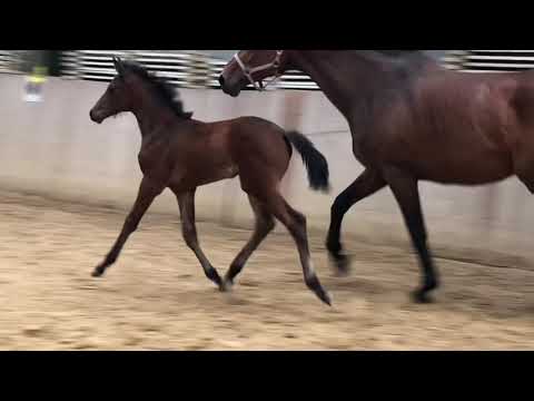 Finest x Jazz, Stutfohlen 2020