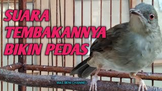 Download lagu MERBAH MATA MERAH GACOR MEMANCING MERBAH LAIN BERSAUTAN mp3