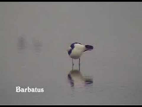 Avoceta - Recurvirostra avosetta