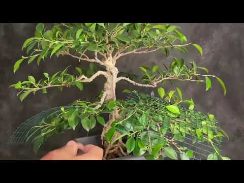 , title : 'Ficus Bonsai tree. Creating pads and layers. Experimental.  ( turn on english subtitles )'