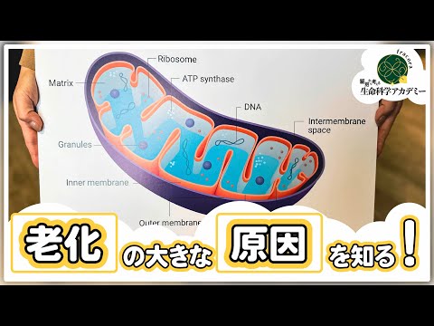 バナジン酸アンモニウム