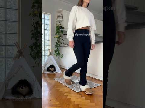 Naughty dog takes revenge on owner 👹 #pomeranian