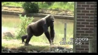 gorilla gets scared by a bird