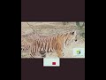 Tiger Walks 😱😱 #viral #travel #food #trending #shorts
