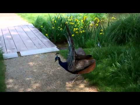 Strut it like a Peacock
