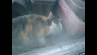 03）動画。夜中歩き回って眠いだろうから、早く喰って眠りなさい。