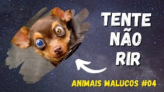 Tente No RIR #04 - Animais Malucos