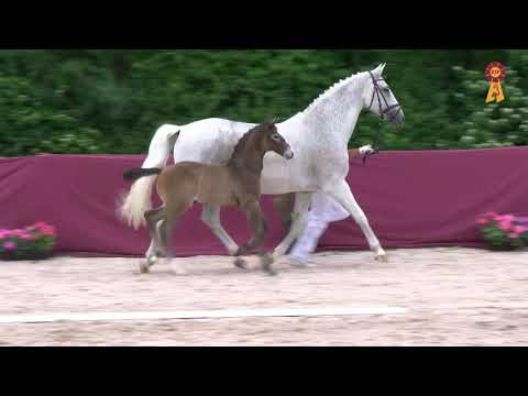 Fohlen von Van Gogh x Lancer II