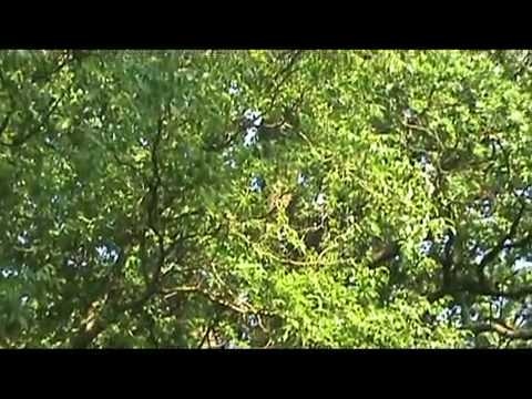 Dumitreni (Szentdemeter) jud.Mures