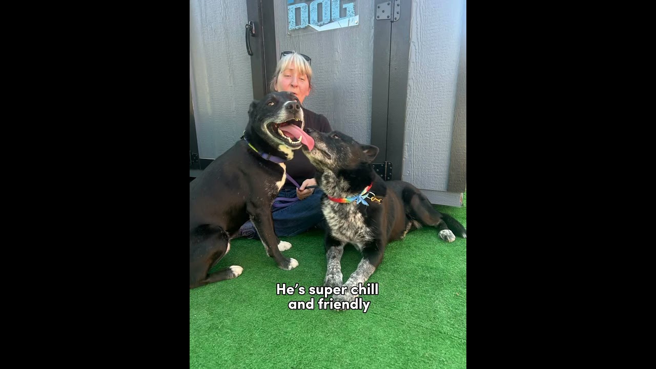 Mercury, a ADOPTABLE mixed breed in Burbank, CA video 6/6