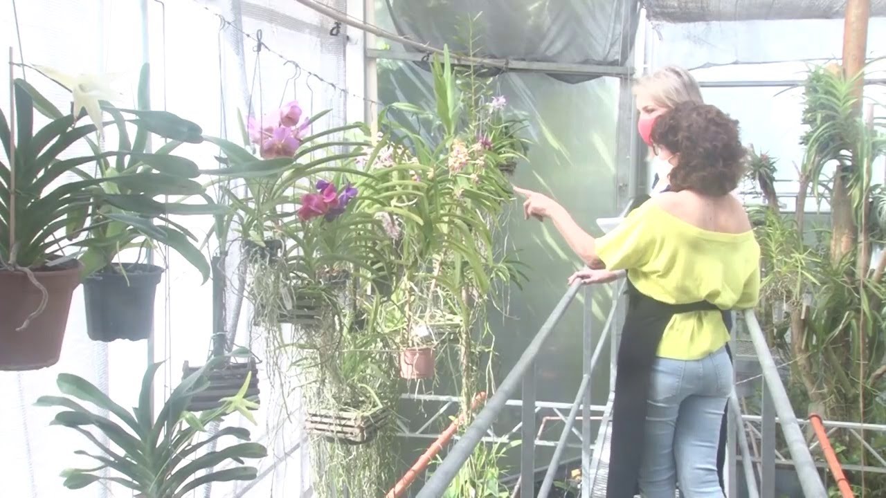 Orquidário no quintal: mulher tem cerca de 4 mil orquídeas