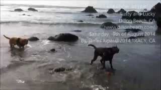 preview picture of video 'LABRADOR RETRIEVER at DILLON BEACH CALIFORNIA'