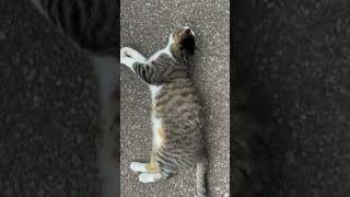 オレをモフれ！
