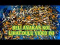 Ciri Bibit Ikan Hias Yang Baik