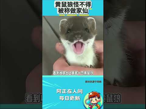 黄鼠狼怪不得被称做家仙？