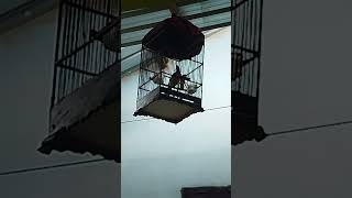 Download lagu koak kaok lombok gacor cocok jadi masteran mp3