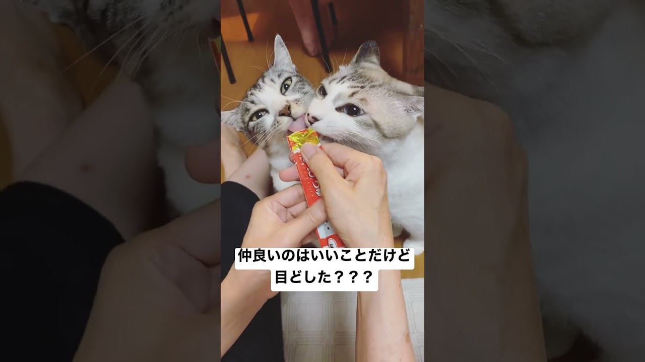 やっぱりチュールってすごい