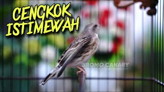 Download lagu BLACKTHROAT CHIRPING CLEAR SOUND FOR CANARY MASTERING #40 mp3