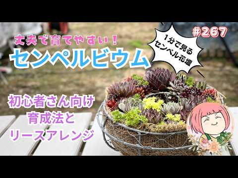 ボトリオプラナ センペリについて詳しく解説
