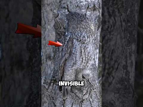 Amazing Animals That Use Camouflage to Survive # #animals #camouflage #survival