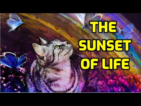 10 Symptoms Of A Cat Dying From Old Age