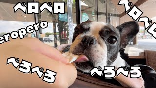 【フレブルVlog】久しぶりのお出かけ！ひたち海浜公園へ！🐶🐾
