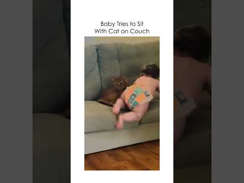 baby tries to sit with cat on the couch😭🤣 #trending #funny #viral #funnyvideo #cute #love #baby
