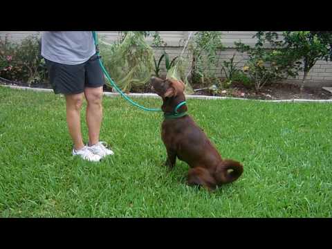 Maylei, an adopted Chocolate Labrador Retriever Mix in Killingworth, CT_image-1