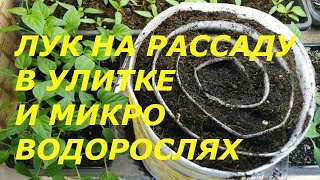 ЛУК ПОРЕЙ РАССАДА ИЗ СЕМЯН