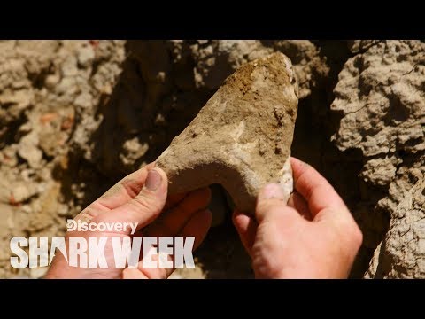 Megalodon Tooth Found in the Desert | Shark Week