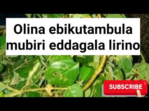 Gwe alina ebikutambula mubiri, eddagala lirino@SSENGABIROOTONEDDAGALA