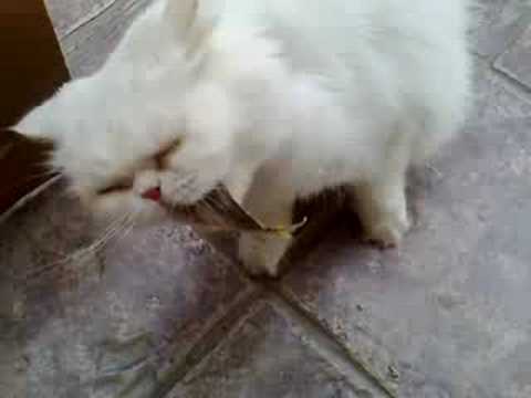 Cat eating fish