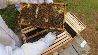 Episode 106 - Looking For Her Majesty - Bee Keeping On Our Homestead