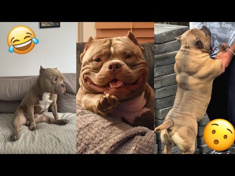 The Funny and Strong AMERICAN BULLY 😯🤯 | American Bully Compilation Videos 