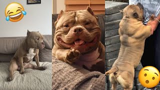The Funny and Strong AMERICAN BULLY 😯🤯 | American Bully Compilation Videos 