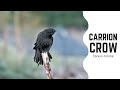 Carrion Crow - Corvus corone #birds #birdsofindia #nikonp950