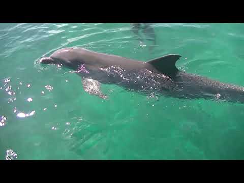 Dolphin Encounter at the Blue Lagoon off of Nassau Bahamas