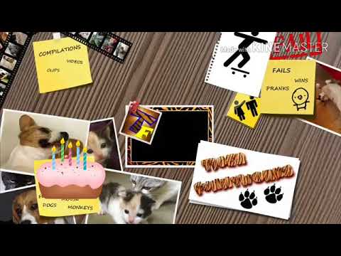 Cat Funny Vines ||2018.